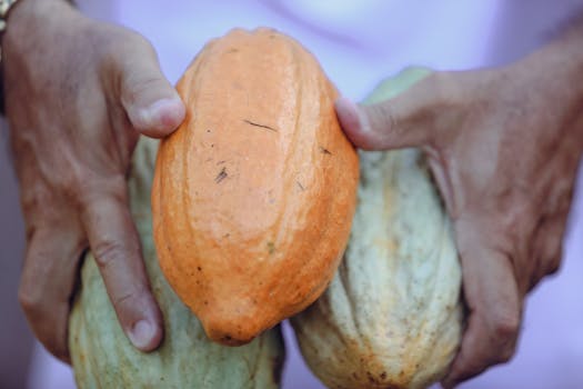 Detailed shot of hands holding orange and green cacao pods in Paragominas, Brazil.